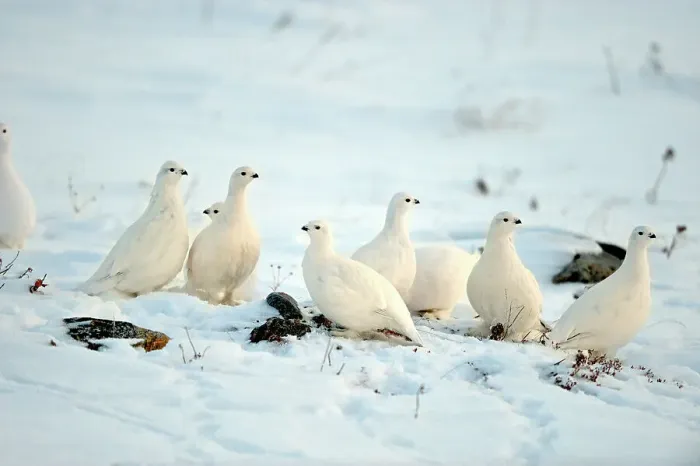 Framed Print : Willow ptarmigan (Lagopus lagopus) White winter phase, Seal River Heritage Lodge, Churchill, Manitoba, Canada Framed Print : Willow ptarmigan (Lagopus lagopus) White winter phase, Seal River Heritage Lodge, Churchill, Manitoba, Canada
