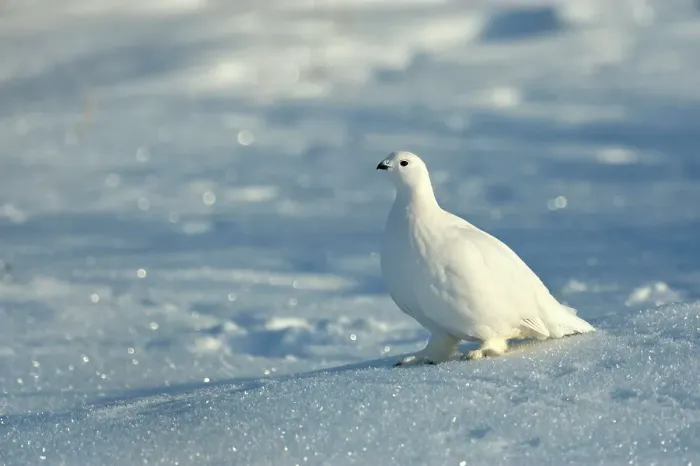 Framed Print : Willow ptarmigan (Lagopus lagopus) White winter phase, Seal River Heritage Lodge, Churchill, Manitoba, Canada Framed Print : Willow ptarmigan (Lagopus lagopus) White winter phase, Seal River Heritage Lodge, Churchill, Manitoba, Canada