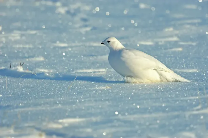 Framed Print : Willow ptarmigan (Lagopus lagopus) White winter phase, Seal River Heritage Lodge, Churchill, Manitoba, Canada Framed Print : Willow ptarmigan (Lagopus lagopus) White winter phase, Seal River Heritage Lodge, Churchill, Manitoba, Canada