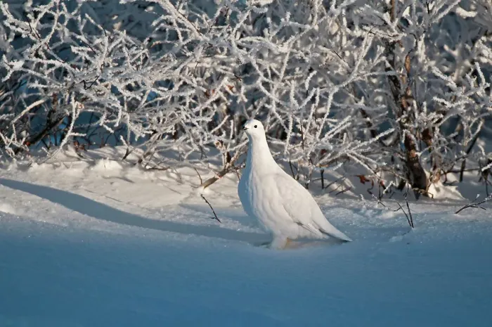 Framed Print : Willow ptarmigan on snowy tundra Churchill, Manitoba, Canada Framed Print : Willow ptarmigan on snowy tundra Churchill, Manitoba, Canada