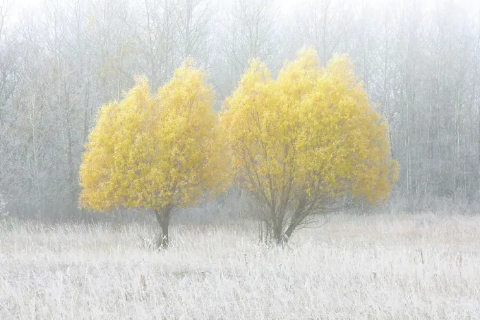 Framed Print : WIllow trees in autumn colors duirng a foggy morning Birds Hill Provincial Park, Manitoba, Canada
