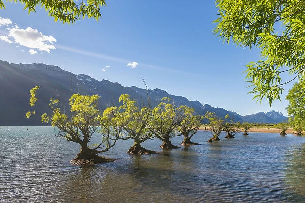 Willow trees in the waters of Lake Wakatipu. Glenorchy, Queenstown Lakes district