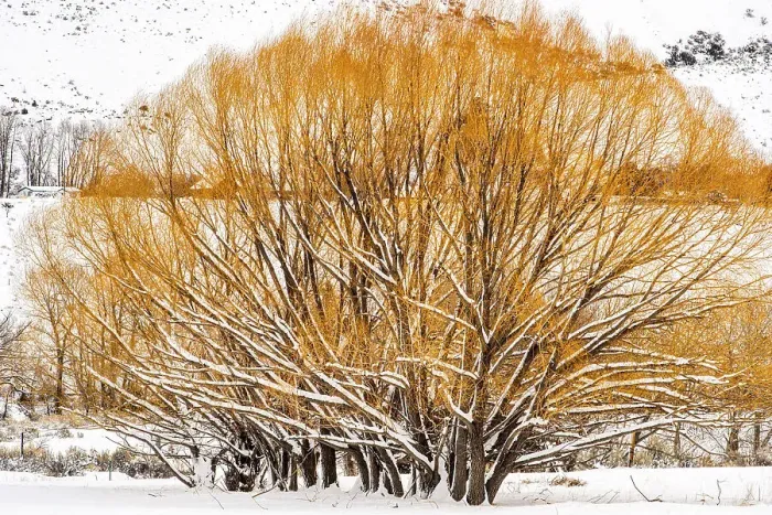 Framed Print : Willow trees in winter, Gardiner, Montana, USA Framed Print : Willow trees in winter, Gardiner, Montana, USA