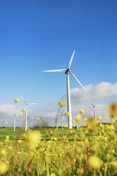 Wind energy plant and crowfoot meadow - Denmark, Jutland, Sydthy, Hurup, Vestervig