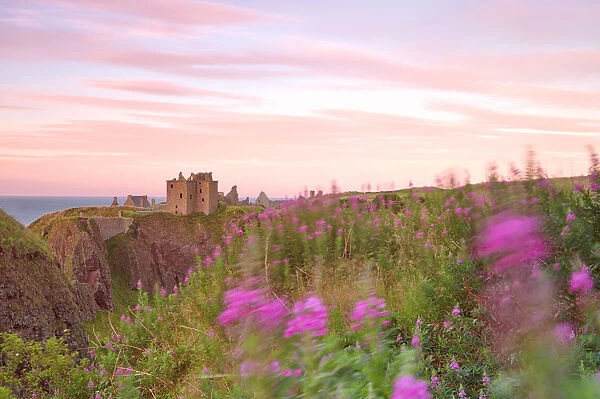Wind through the flowers at Dunottar castle, Stonehaven, eastern Scotland, United