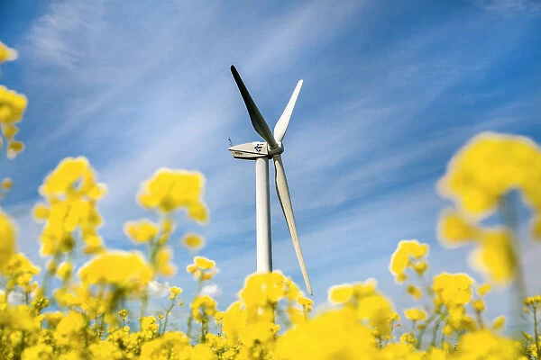 Wind turbine in rape field, Baltic coast, Schleswig-Holstein, Germany