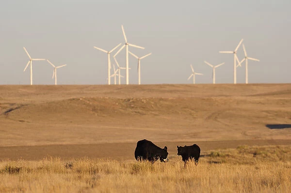 Wind turbines in Pawnee National Grassland, Colorado, USA