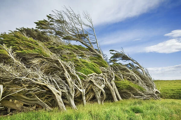 Windblown tree at Slope Point - New Zealand, South Island, Southland, Slope Point