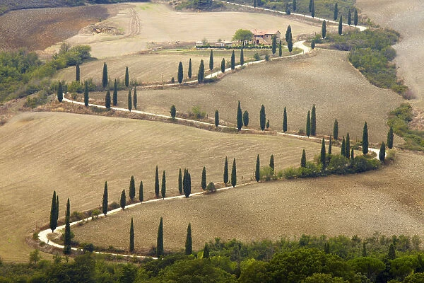 Winding Cypress Tree Lined Road, La Foce, Tuscany, Italy
