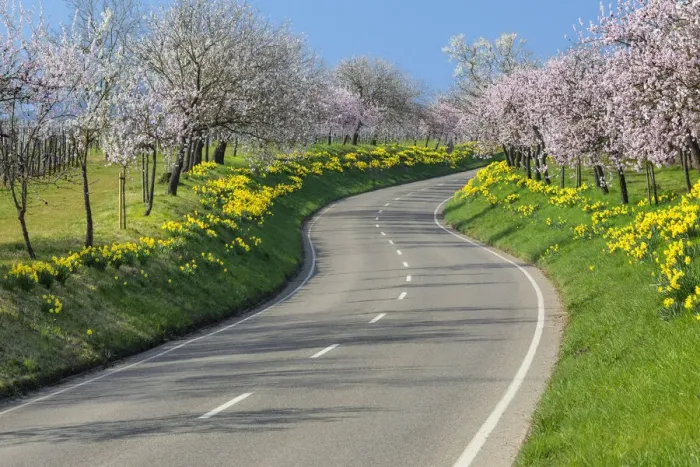 Framed Print : Winding road near Nussdorf during the almond blossom, Landau in der Pfalz, German Wine Route, Rhineland-Palatinate, Germany Framed Print : Winding road near Nussdorf during the almond blossom, Landau in der Pfalz, German Wine Route, Rhineland-Palatinate, Germany