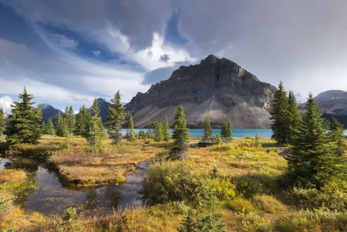 Framed Print : Winding stream leading through undergrowth to Bow Lake in the Canadian Rockies, Icefields Framed Print : Winding stream leading through undergrowth to Bow Lake in the Canadian Rockies, Icefields