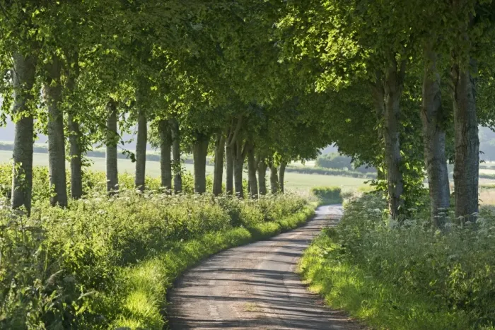 Framed Print : Winding tree lined country lane, Dorset, England. Summer (July) Framed Print : Winding tree lined country lane, Dorset, England. Summer (July)