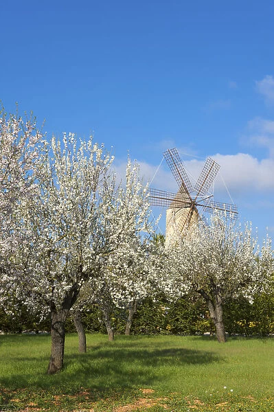 Windmill nearby Santa Maria del Cami, Cala Sa'Amonia, Majorca, Balearics, Spain