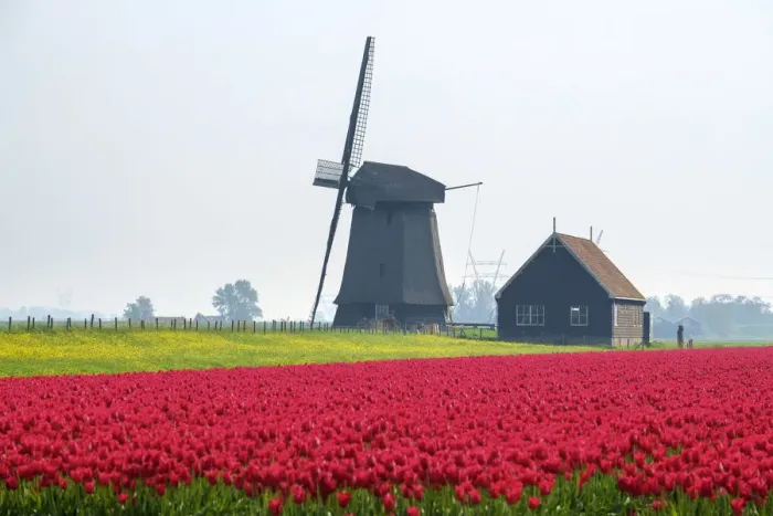 Framed Print : Windmill and red tulip fields in spring near village of Schermerhorn, North Holland Framed Print : Windmill and red tulip fields in spring near village of Schermerhorn, North Holland
