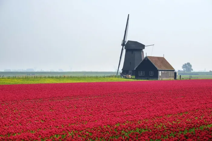 Framed Print : Windmill and red tulip fields in spring near village of Schermerhorn, North Holland Framed Print : Windmill and red tulip fields in spring near village of Schermerhorn, North Holland