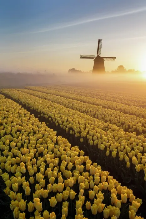Framed Print : A windmill & tulip field at sunrise, North Holland, Netherlands Framed Print : A windmill & tulip field at sunrise, North Holland, Netherlands