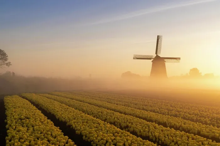Framed Print : A windmill & tulip field at sunrise, North Holland, Netherlands Framed Print : A windmill & tulip field at sunrise, North Holland, Netherlands