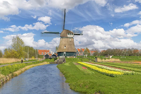 A windmill and tulips, Marken, North Holland, Netherlands