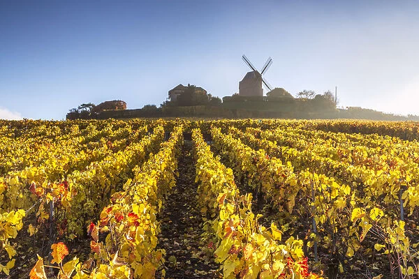 Windmill and vineyards, Verzenay, Champagne Ardenne, France