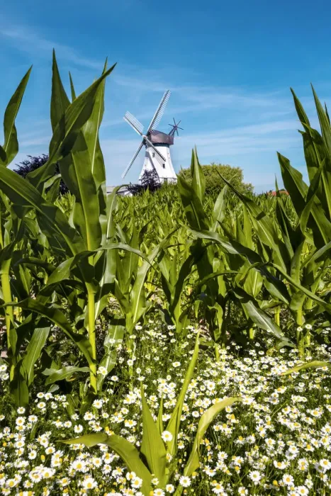 Framed Print : Windmill, Westerholz, Baltic coast, Schleswig-Holstein, Germany