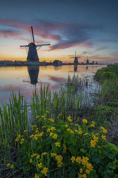 Windmills of Kinderdijk at Sunrise, Holland, Netherlands