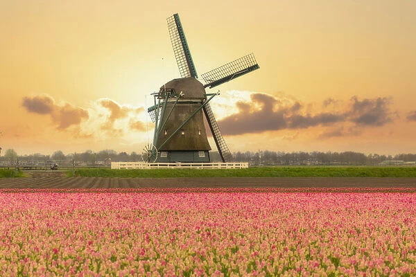 Windmills and tulip field full of flowers in Alkmaar, Netherland. Warm sunset light