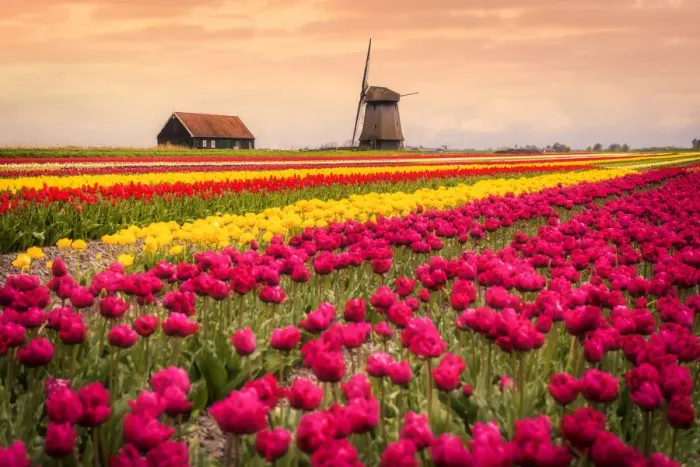Framed Print : Windmills and tulip field full of flowers in Alkmaar, Netherland. Warm sunset light Framed Print : Windmills and tulip field full of flowers in Alkmaar, Netherland. Warm sunset light
