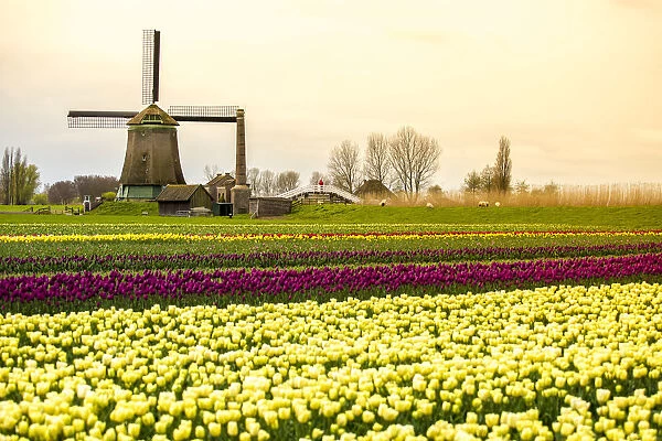 Windmills and tulip fields full of flowers in Netherland