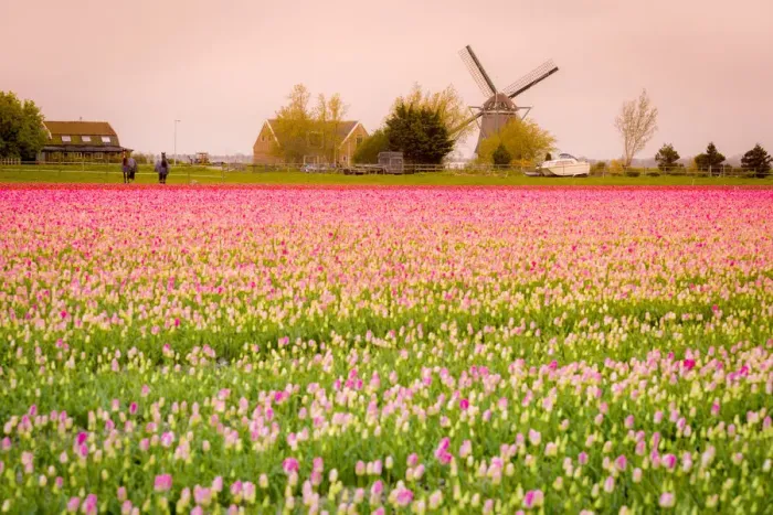 Framed Print : Windmills and tulip fields full of flowers in Netherland