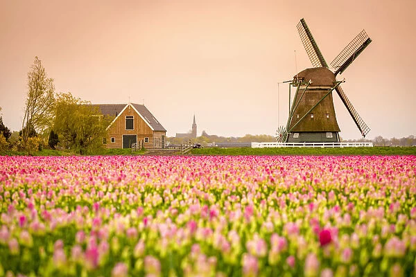 Windmills and tulip fields full of flowers in the Netherlands