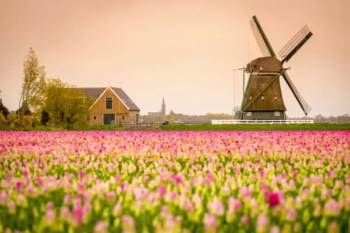 Framed Print : Windmills and tulip fields full of flowers in the Netherlands Framed Print : Windmills and tulip fields full of flowers in the Netherlands