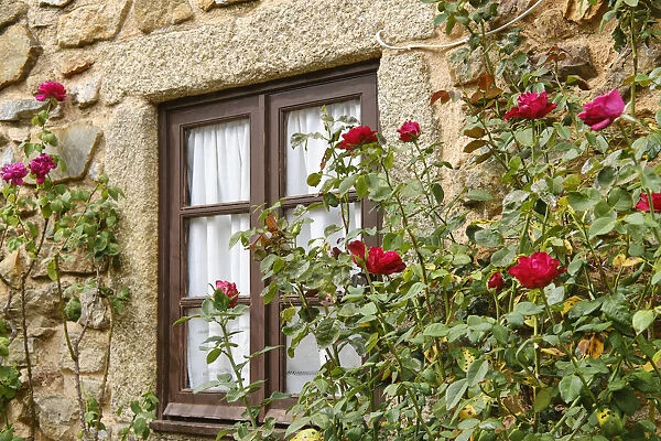 A window and roses at Castelo Rodrigo. Beira Alta, Portugal