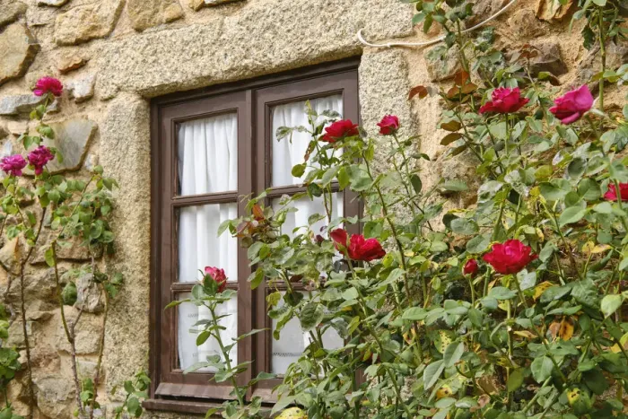 Framed Print : A window and roses at Castelo Rodrigo. Beira Alta, Portugal Framed Print : A window and roses at Castelo Rodrigo. Beira Alta, Portugal