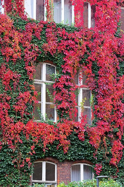 Detail of windows of residential building overgrown with red ivy in autumn, Lubeck, UNESCO, Schleswig-Holstein, Germany