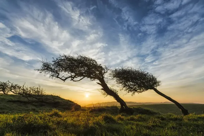 Framed Print : Windswept hawthorn trees, Quarr Hill, Dorset, England