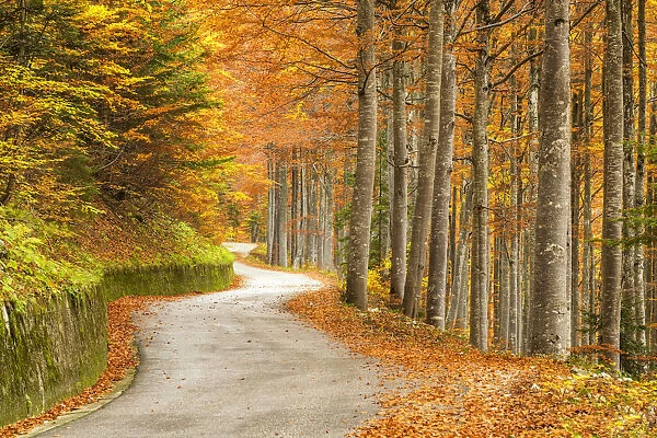 Windy Road Through Forest in Autumn, Triglav National Park, Slovenia