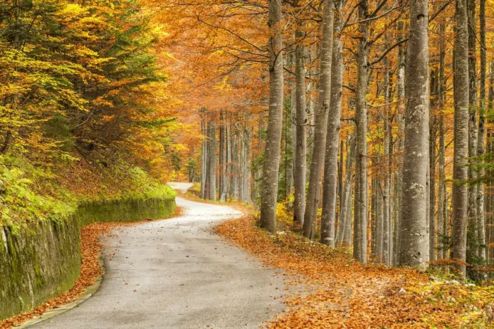 Framed Print : Windy Road Through Forest in Autumn, Triglav National Park, Slovenia Framed Print : Windy Road Through Forest in Autumn, Triglav National Park, Slovenia