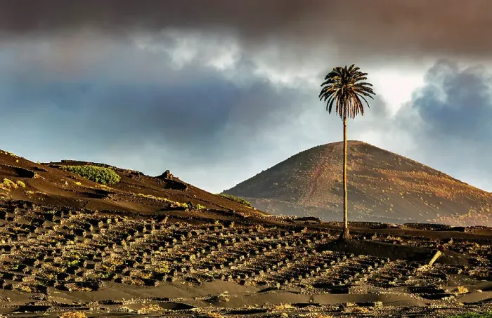 Framed Print : The wine growing landscape of La Geria, Lanzarote, Canary Islands, Spain Framed Print : The wine growing landscape of La Geria, Lanzarote, Canary Islands, Spain
