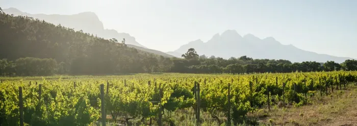 Framed Print : Wine vineyards near Franschhoek, Western Cape, South Africa Framed Print : Wine vineyards near Franschhoek, Western Cape, South Africa