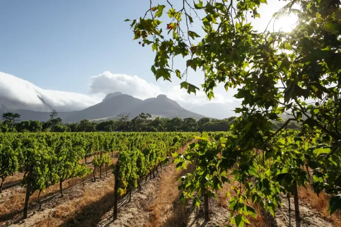 Framed Print : Wine vineyards near Franschhoek, Western Cape, South Africa Framed Print : Wine vineyards near Franschhoek, Western Cape, South Africa