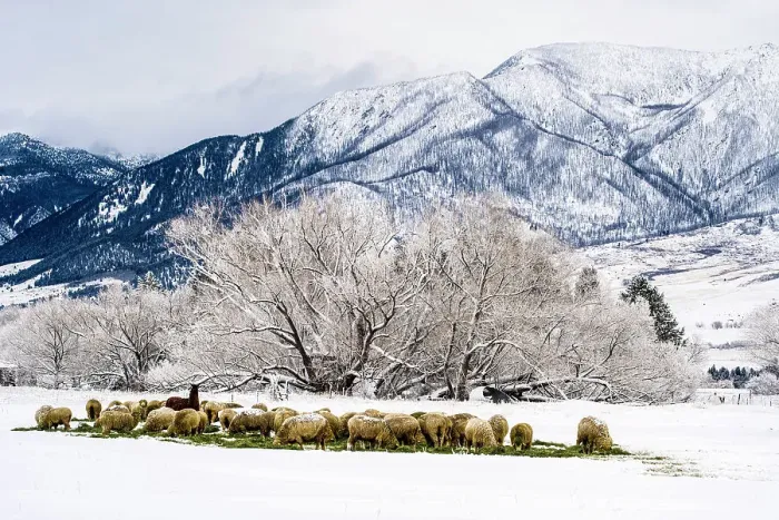 Framed Print : Winter agricultural landscape- sheep and trees with fresh snow, Livingston Paradise Valley, Montana, USA