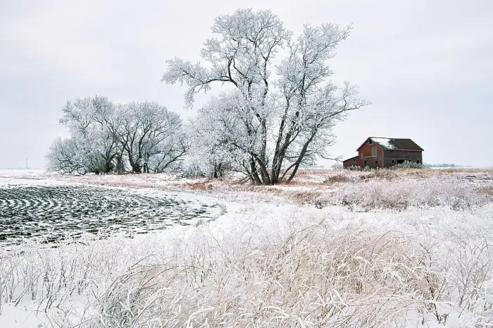 Framed Print : WInter farm scenic with barn. Altona, Manitoba, Canada Framed Print : WInter farm scenic with barn. Altona, Manitoba, Canada