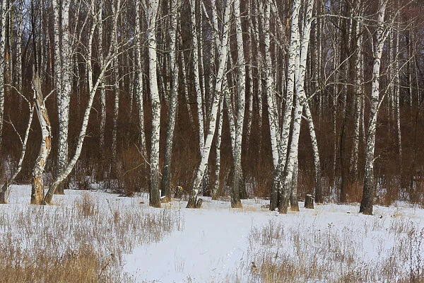 Winter forest, Moscow region, Russia