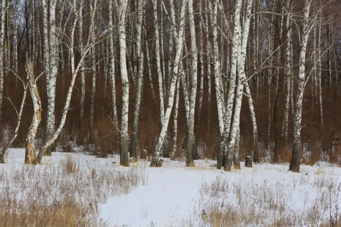 Framed Print : Winter forest, Moscow region, Russia Framed Print : Winter forest, Moscow region, Russia
