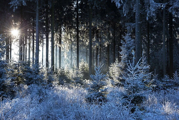 Winter forest near Hunsruck National Parc, Morbach, Hunsruck, Rhineland-Palatinate, Germany
