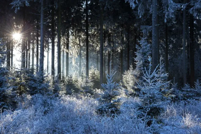 Framed Print : Winter forest near Hunsruck National Parc, Morbach, Hunsruck, Rhineland-Palatinate, Germany