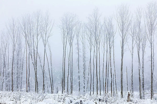 Winter forest in the Rheingau-Taunus Nature Park near Engenhahn, Niedernhausen, Hesse, Germany