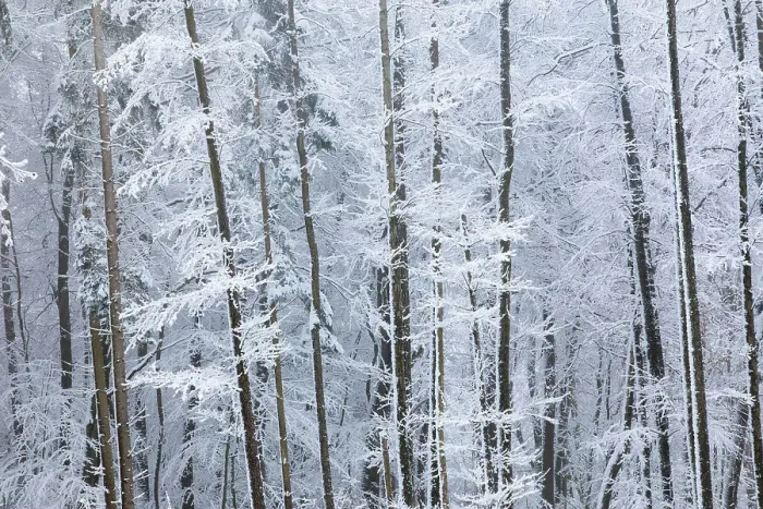 Framed Print : Winter forest in the Rheingau-Taunus Nature Park near Engenhahn, Niedernhausen, Hesse, Germany