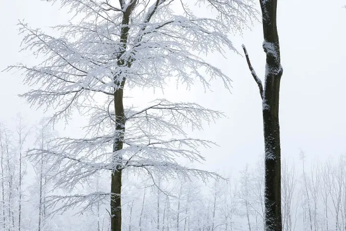Framed Print : Winter forest in the Rheingau-Taunus Nature Park near Engenhahn, Niedernhausen, Hesse, Germany Framed Print : Winter forest in the Rheingau-Taunus Nature Park near Engenhahn, Niedernhausen, Hesse, Germany