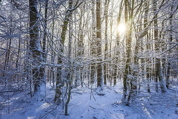 Winter forest in the Taunus near Engenhahn, Niedernhausen, Hesse, Germany